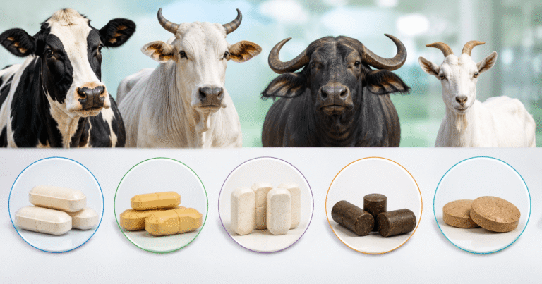 Veterinary Bolus Manufacturing In India
